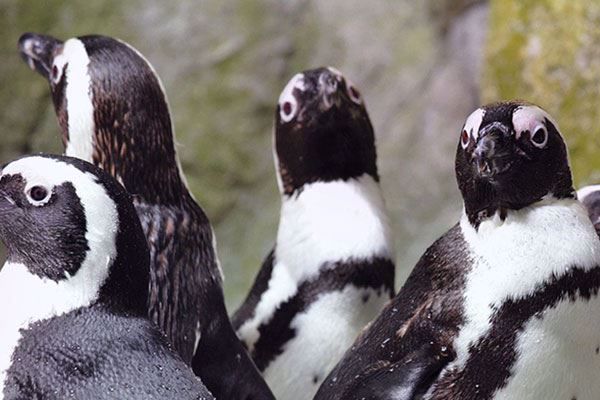 Penguins